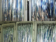 12월17일 갈치,한치쿨러조황~내일정상출조합..