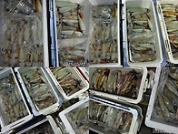 5월22일 갈치,한치쿨러조황입니다.오늘정상..
