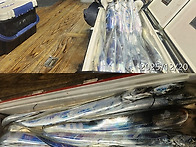 12월20일 갈치쿨러조황~기상이좋아지는월요..