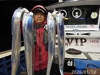 1월19일 갈치,한치쿨러조황~기상이좋아지는..