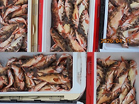 4월12일 갈치첫출조~대박~18일(토요일)갈치..