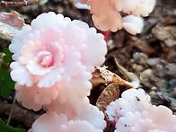 장미 닮은 다육