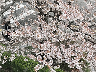 🌸저희 아직 ..
