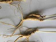 파삼 효능,파삼 복용법,산..