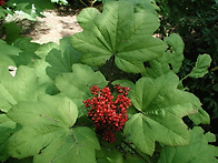 해열과 진해,즉 열을 내리..