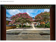 순천 송광사 배롱나무 꽃