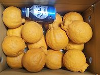 제주 카라향과 한라봉