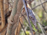 가중나무고치나방 고치