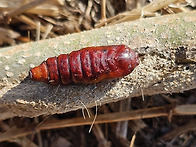 가중나무껍질밤나방 번데기