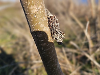 주머니나방 고치