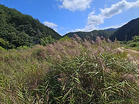 달뿌리풀