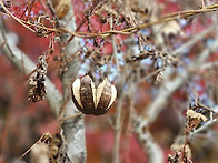 쥐방울덩굴 씨방