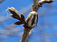 노랑쐐기나방 고치