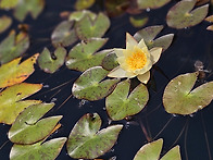 수련