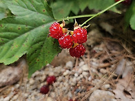 산딸기