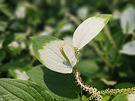 삼백초