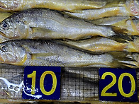 [오늘입찰] 참조기,파먹갈..