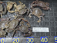 [7월6일] 돌게(박하지),..