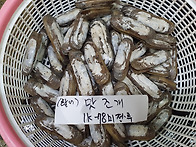 [7월17일] 맛조개,잡어,돌..