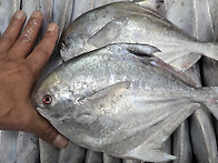 [10월30일] 40병어,먹갈치..