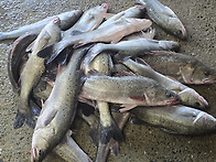 [오늘입찰] 활참농어(횟감..