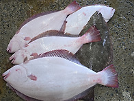 [ 자연산 활 광어 ] 오늘..