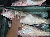 [오늘입찰] 활참농어,활참..