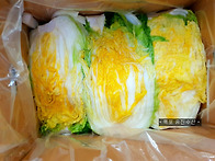 [12월22일] 갑오징어,암꽃..