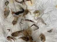 새우젓 상태 이거..