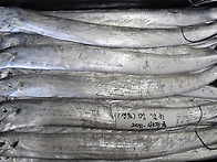 [10월30일] 먹갈치(소),..