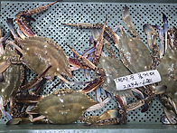 [오늘입찰] 활수꽃게(大)..