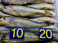 [오늘입찰] 참조기(사이즈..