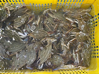 [오늘입찰] 활수꽃게,大갑..