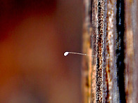 통도사 분홍매, 만첩홍매와..