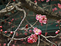 병오년 입춘날 통도사 홍매..