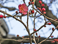 2026년 1월 통도사 홍매(..