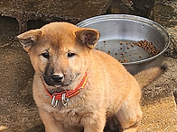강쥐