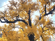 센터의 완연한 가을