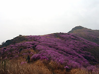 [영취산] 진달래 만개, ..