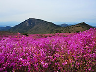 [비슬산] 참꽃축제, 유가사..