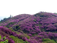 [바래봉] 철쭉제, 야생화,..