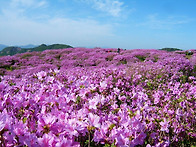 [황매산] 철쭉제, 영암사,..