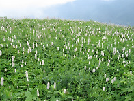 [대덕산] 금대봉, 분주령,..