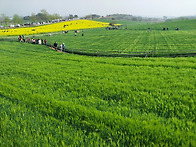 [선운산] 선운사 동백숲,..