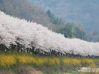 [쌍계사] 쌍계사 십리벚꽃..