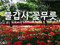 [불갑산] 꽃무릇축제, 불..