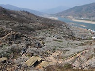 [매화 / 산수유] 광양 매..