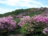 [소백산] 철쭉제, 천상의 ..