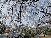 2026. 3. 29. 벚꽃이 만..