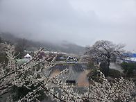 매화마을~화개장터